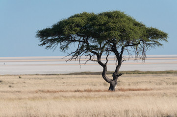 Tree at Etosha Pan