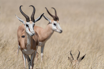 A group of Springboks in the Etosha national park in Namibia