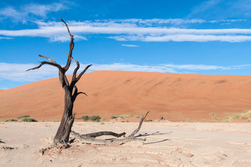 Dead tree in the Dead Valley in the Namib desert, Namibia