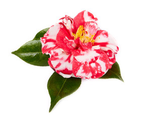 camellia on white background
