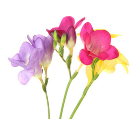 Fototapeta na wymiar Bukiet z frezji, kwiat, na białym tle