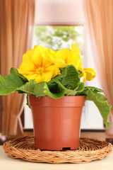 Beautiful yellow primula in flowerpot on wooden window sill