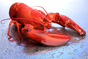 Red lobster on blue background