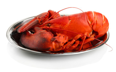 Red lobster on tray, isolated on white