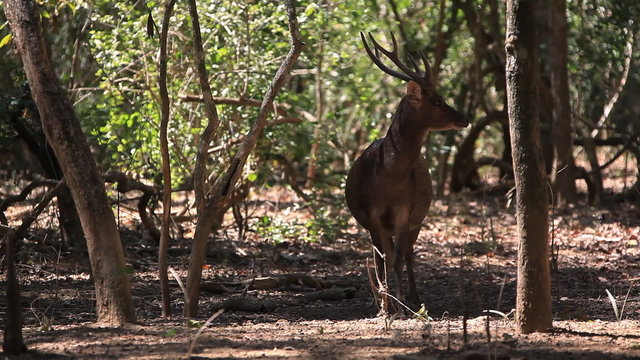 The deer inclines the head to the earth. Rinca island.