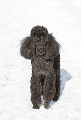 black poodle walking on snow