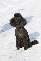black poodle walking on snow
