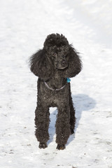 black poodle walking on snow