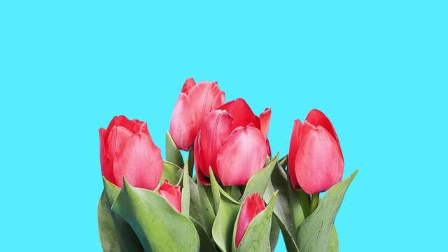 Blooming red tulips flower buds ALPHA matte, timelapse