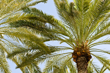 Fototapeta premium Palm Trees