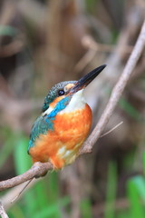 カワセミ