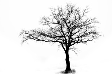 Lonely Tree Abstract