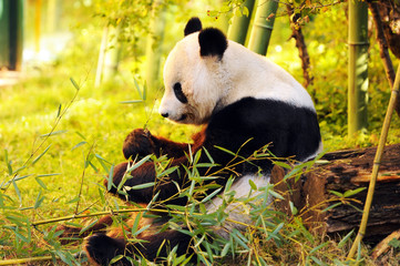 big panda sitting on the forest floor eating bamboo