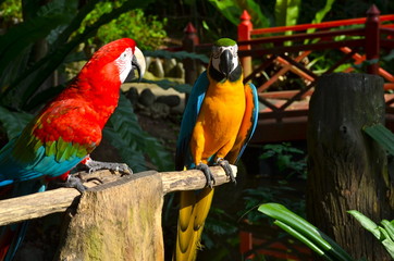 Obraz premium Colourful Parrots