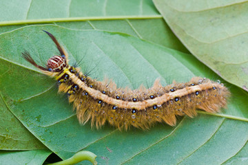 Brown Caterpillar