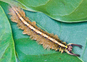 Brown Caterpillar