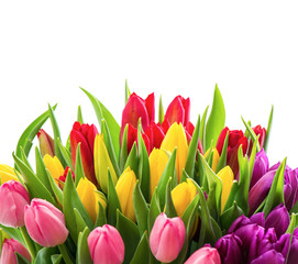 fresh colorful tulips over white background