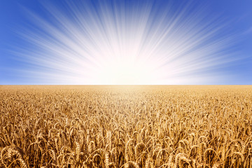 Naklejka premium weizenfeld mit sonne
