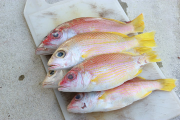 Fresh fish on the chopping block