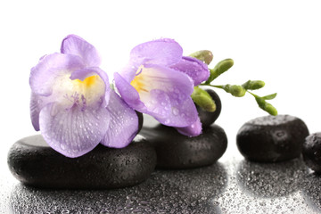 Fototapeta na wymiar Spa stones and purple flower, isolated on white