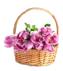 Fototapeta na wymiar Beautiful bouquet of purple tulips in basket, isolated on white
