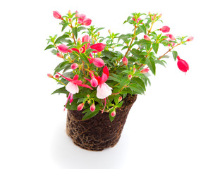 blooming fuchsia (fuschia hybrida), isolated on a white backgrou