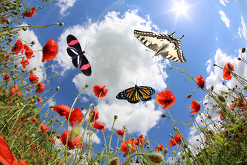 Fototapeta premium Butterflies