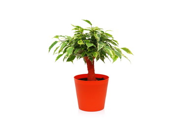 Ficus Benjamina in pot. Isolated on white