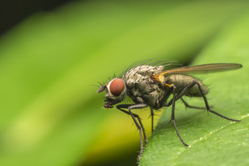 Common Fly