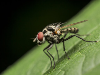 Small Fly