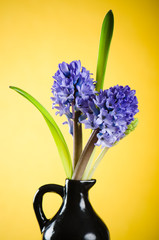 Bouquet with blossoming to hyacinths