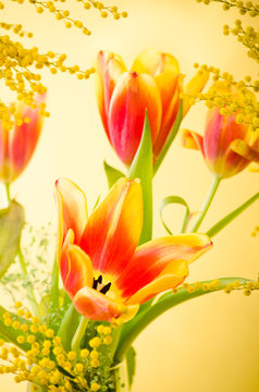 Spring bouquet with a mimosa and tulips