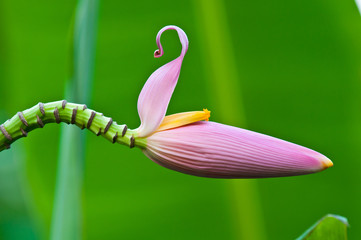 pink banana flower close up