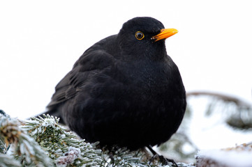 Blackbird sitting on a spruce branch