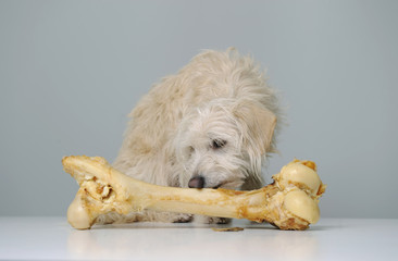 Knochen