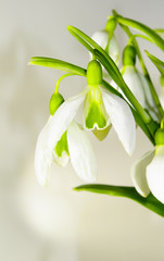 Beautiful bouquet of snowdrops