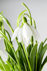 Beautiful bouquet of snowdrops