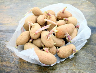 pomme de terre germées pour planter