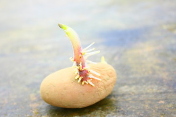 plant de patate germée