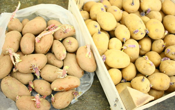 plants de patates germ&eacute;es,binje et rosabelle