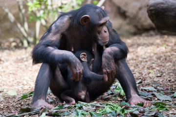 Schimpansenmutter mit Jungtier