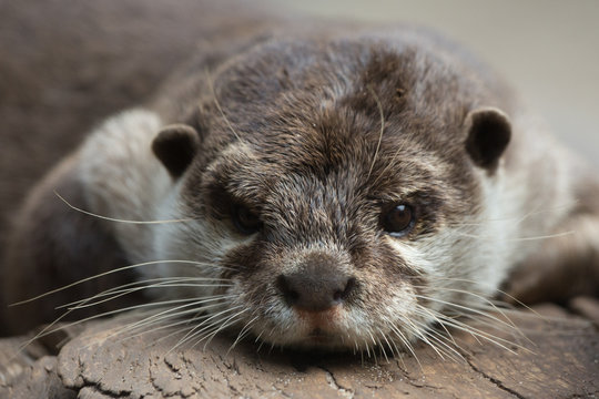 Otter