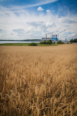 Fototapeta na wymiar Rye field in front of a power plant
