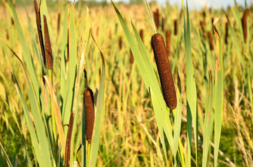 Bulrush plants © voltan