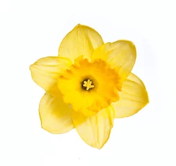 No drill roller blinds Narcissus Daffodil head