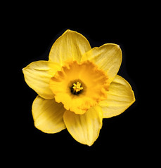 Yellow daffodil