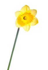 Tissu par mètre Narcisse Jonquille