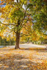 Naklejka premium Branchy tree in a city park