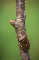 Shield Bug