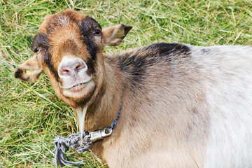 Portrait einer Ziege
